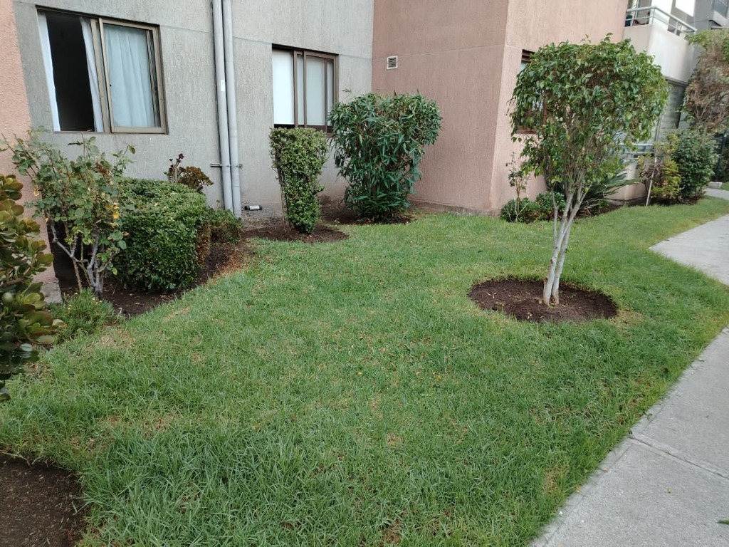 Poda y mantención de arbustos en edificio