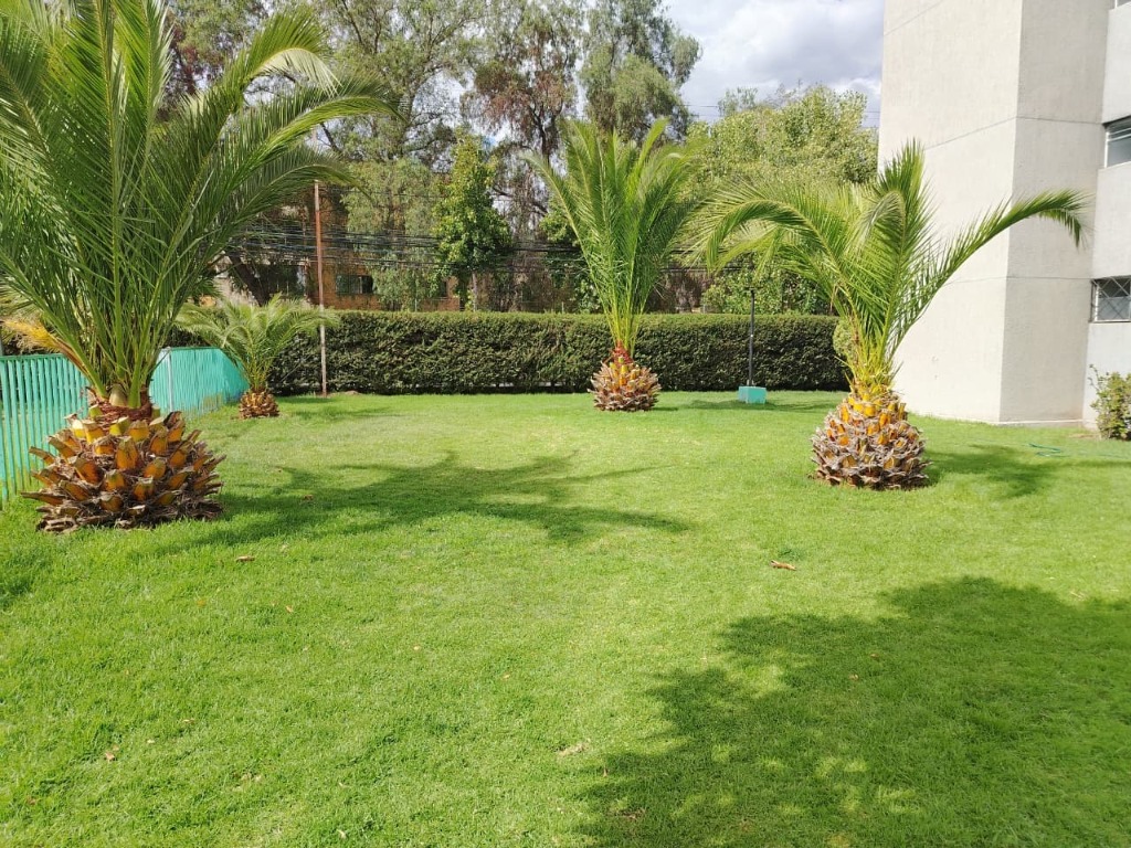 Áreas verdes con palmeras y césped